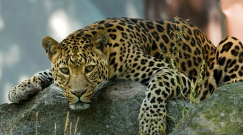 Osa Wildlife Sanctuary, Osa Peninsula, Costa Rica